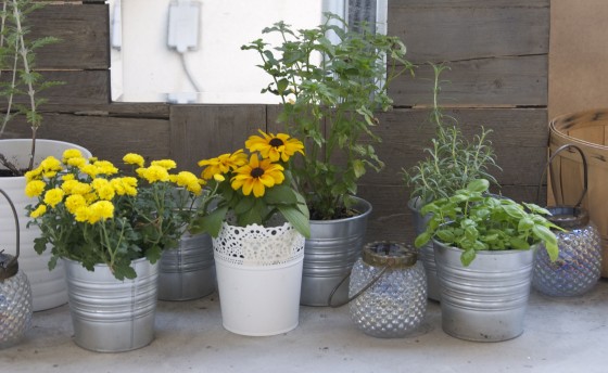 potted herbs in tin pots