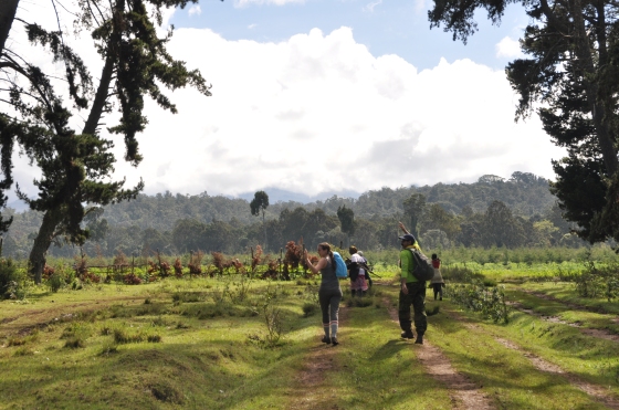 mount kenya volunteers walk to jungle 