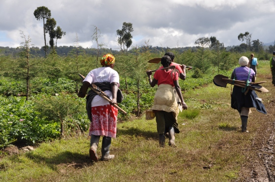 hard-working Kenyan women carrying shovels